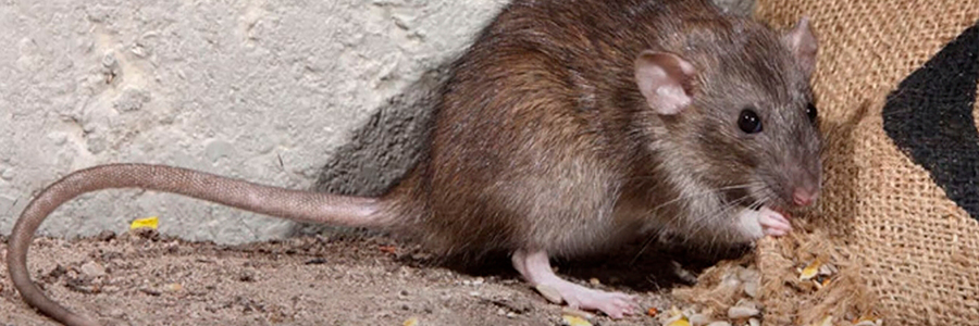 Проблемы с кожей у крыс